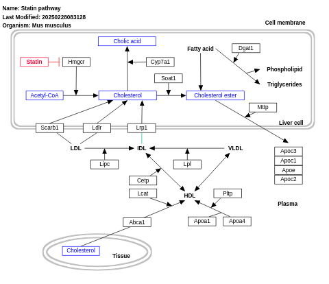 Statin pathway