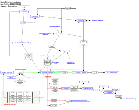 Glutathione metabolism