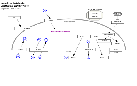 Osteoclast signaling