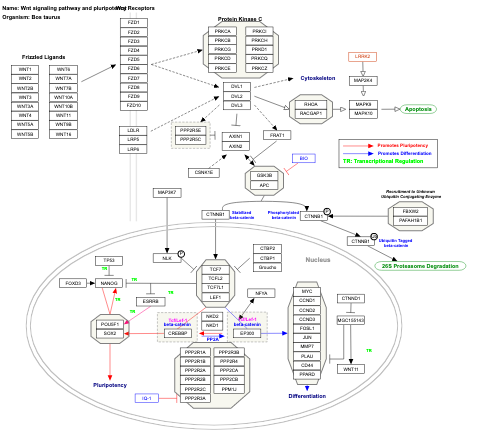 Wnt signaling pathway and pluripotency