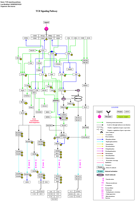 TCR signaling pathway