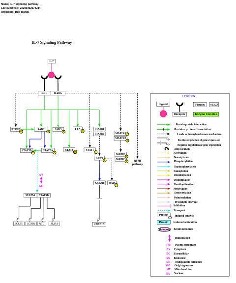 IL-7 signaling pathway