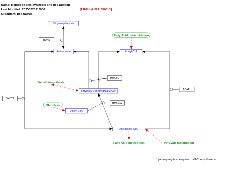 Ketone bodies synthesis and degradation