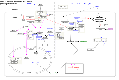 FAS pathway and stress induction of HSP regulation