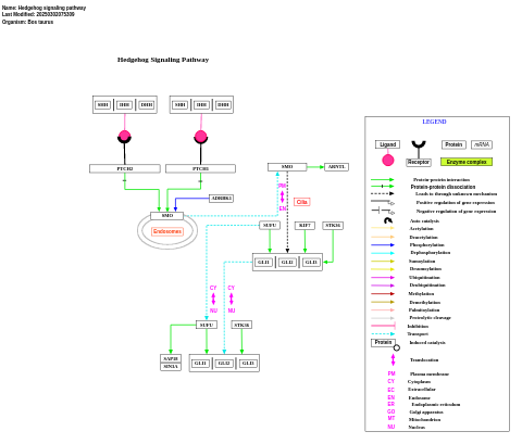 Hedgehog signaling pathway