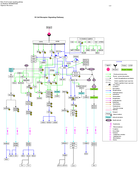 B cell receptor signaling pathway