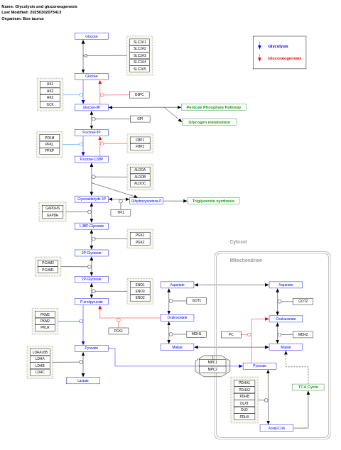 Glycolysis and gluconeogenesis