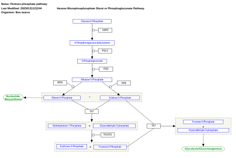 Pentose phosphate pathway