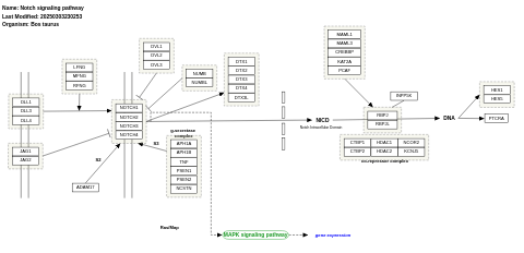 Notch signaling pathway