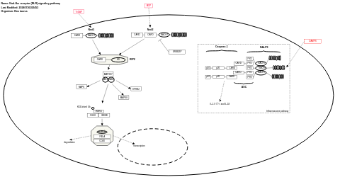 Nod-like receptor (NLR) signaling pathway