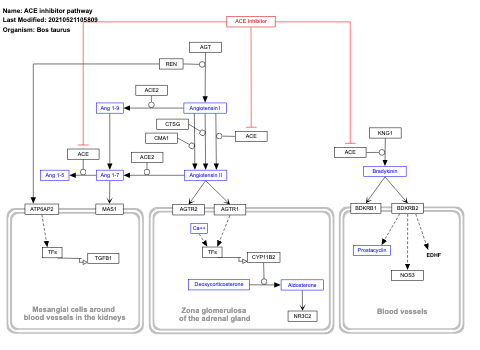 ACE inhibitor pathway