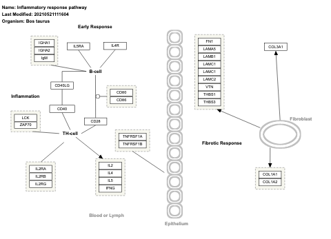 Inflammatory response pathway