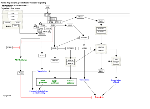 Hepatocyte growth factor receptor signaling