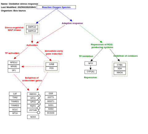 Oxidative stress response