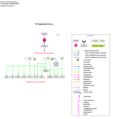 ID signaling pathway