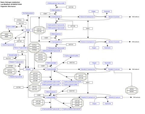 Estrogen metabolism