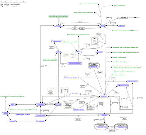 Alanine and aspartate metabolism