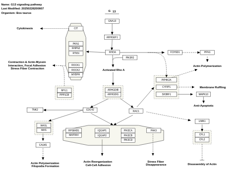 G13 signaling pathway