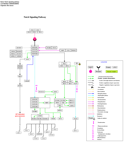 Notch signaling pathway