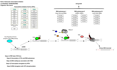 Eukaryotic transcription initiation