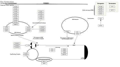 Translation factors