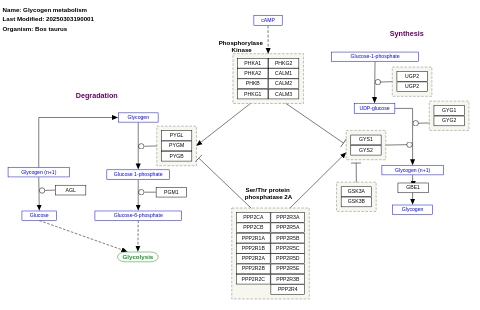 Glycogen metabolism