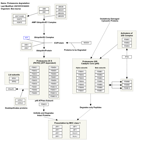 Proteasome degradation