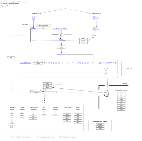 Selenium metabolism / selenoproteins