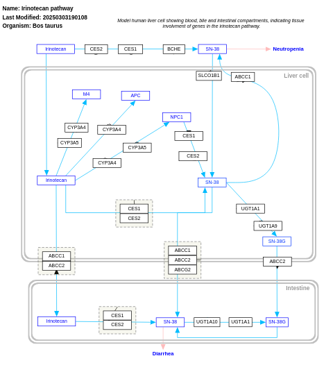 Irinotecan pathway