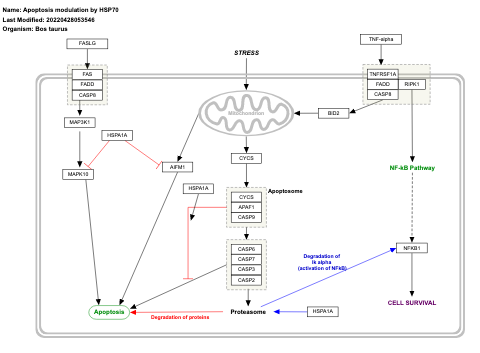 Apoptosis modulation by HSP70