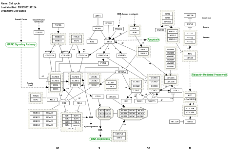 Cell cycle