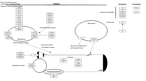 Translation factors