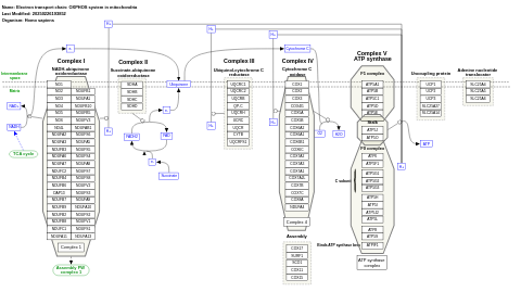 Electron transport chain: OXPHOS system in mitochondria