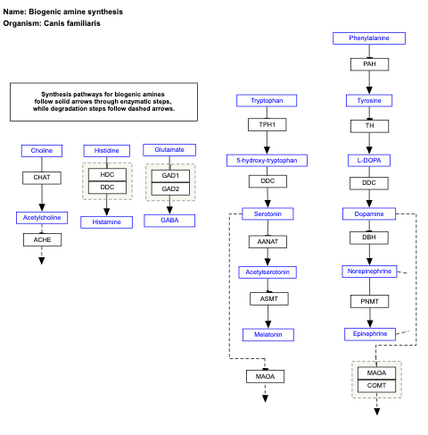 Biogenic amine synthesis