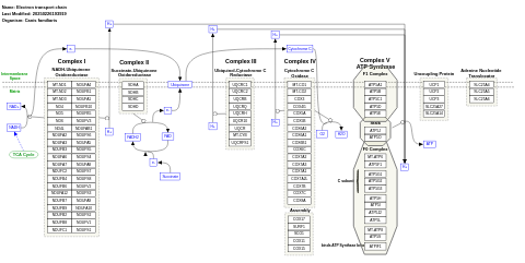 Electron transport chain