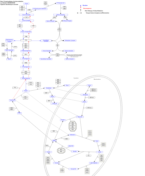 Principal pathways of carbon metabolism