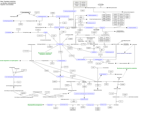 Tryptophan metabolism