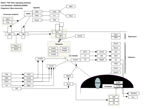 TGF-beta signaling pathway