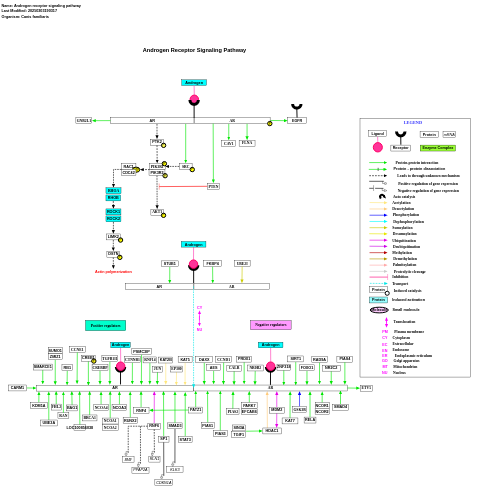 Androgen receptor signaling pathway