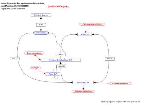 Ketone bodies synthesis and degradation