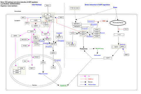 FAS pathway and stress induction of HSP regulation