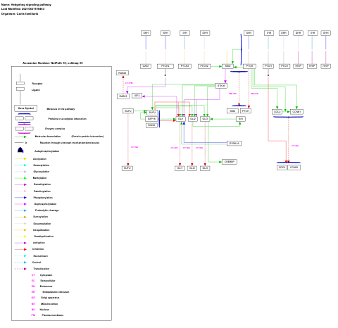 Hedgehog signaling pathway