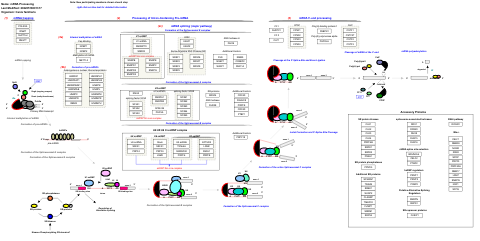 mRNA Processing