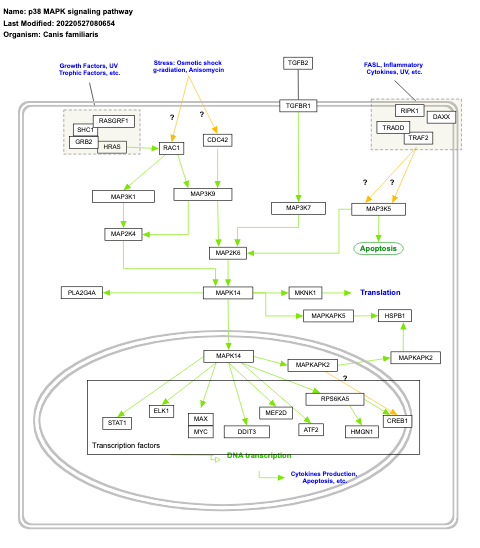 p38 MAPK signaling pathway