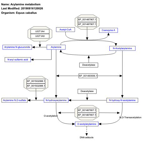 Arylamine metabolism