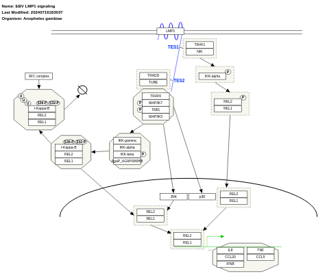 EBV LMP1 signaling