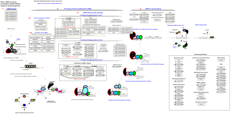 mRNA processing