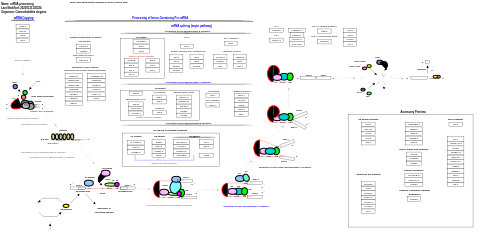 mRNA processing