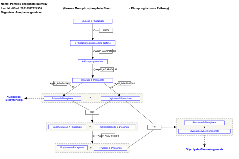 Pentose phosphate pathway