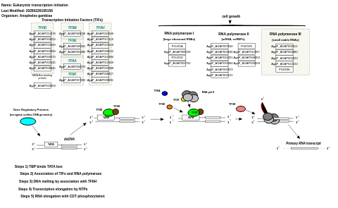 Eukaryotic transcription initiation